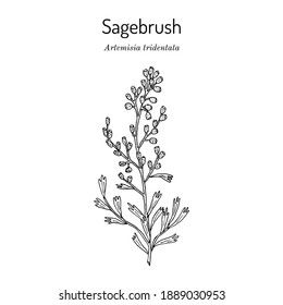 Wyoming big sagebrush (Artemisia tridentata), the official state shrub of Wyoming. Botanical hand drawn vector illustration