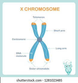 X chromosome sheme, DNA, telomeres are protective caps on the end of chromosomes, short arm, long arm. Stock vector illustration for healthcare, for education, for medicine