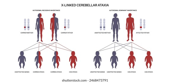 X linked cerebellar ataxia pattern. Child inherits one copy of a mutated gene from each parent. Genetic disease infographic. Affected, carriers or healthy X and Y chromosomes vector illustration.