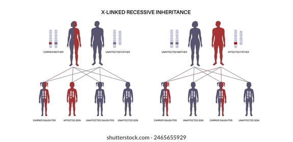 X Verknüpftes rezessives Vererbungsmuster. Kind erbt eine Kopie eines mutierten Gens von jedem Elternteil. Genetische Erkrankung oder Störung. Betroffene, Träger oder gesunde X- und Y-Chromosomen-Vektorillustration.