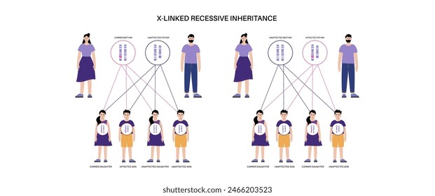 X linked recessive inheritance pattern. Child inherits one copy of a mutated gene from each parent. Genetic disease or disorder. Affected, carriers or healthy X and Y chromosomes vector illustration.