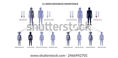X linked recessive inheritance pattern. Child inherits one copy of a mutated gene from each parent. Genetic disease or disorder. Affected, carriers or healthy X and Y chromosomes vector illustration.