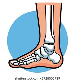 Ilustración vectorial del pie de los huesos de la radiografía que muestra la anatomía esquelética Estructura médica Referencia educativa Detalles del hueso del pie humano y estudio de la salud Obra temática