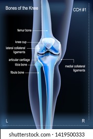 X ray bones the of knee