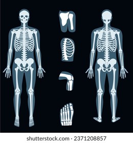 	
x ray clipart  vector human bones realistic x-ray 