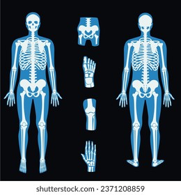 	
x ray clipart  vector human bones realistic x-ray 