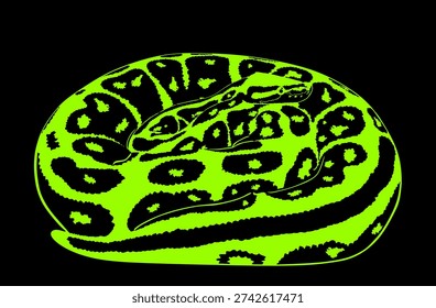 X ray coiled snake python vector illustration isolated on black. Curl snake in camouflage skin wait to attack prey. Dangerous muscular reptile silent killer. Cold blood predator animal.