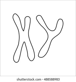 X and Y chromosome sign line symbol icon on background
