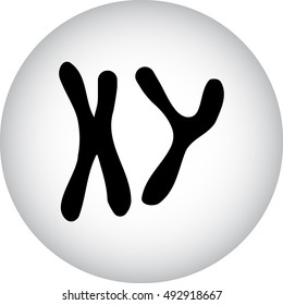 X and Y chromosome sign silhouette symbol icon on background