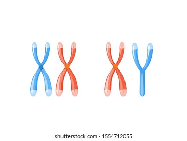 X and Y chromosomes with DNAon a white background. Chromosomal definition of female XX and male XY. Illustration for biology, scientific, research, medical use. Vector easy editable for Your color