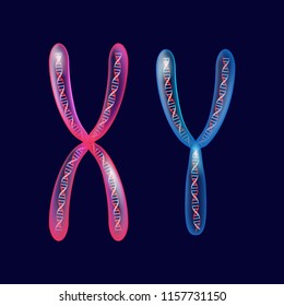 X and Y transparent chromosomes with dna under microscope on a dark background. Illustration for design, educational, biology, scientific,  research, medical use. Vector easy editable for Your color