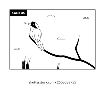 Xantus bird perched on the very top of a tree branch, black and white, outline, vector illustration.