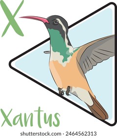 Xantus is a mid-sized hummingbird. The face is dark and has a white stripe running over the top of the eye to the back of the head. Xantus forages for nectar have many flowering plants.