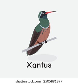 Xantus Vector Illustration: Bright Hummingbird Creature Design