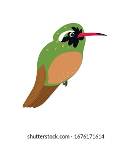 Xantus's hummingbird bird. The character. Vector illustration.