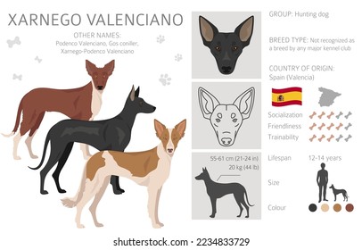 Xarnego Valenciano clipart. All coat colors set.  All dog breeds characteristics infographic. Vector illustration