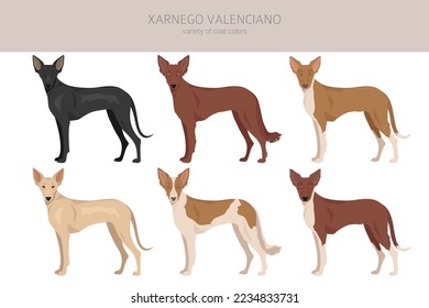 Xarnego Valenciano clipart. All coat colors set.  All dog breeds characteristics infographic. Vector illustration