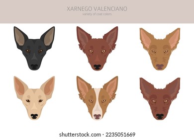 Xarnego Valenciano clipart. All coat colors set.  All dog breeds characteristics infographic. Vector illustration