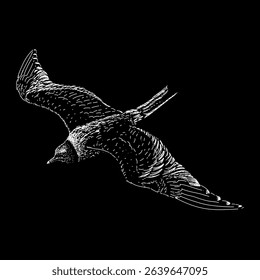 Xeme or Sabine’s Gull hand drawing vector isolated on black background.