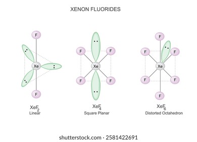 Xenon fluorides structures, XeF2, XeF4, XeF6 structures.Chemical formula and molecular structures. Chemistry education . Vector illustration.