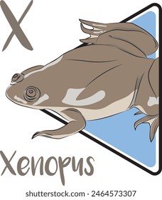 Xenopus laevis is an aquatic frog. Xenopus is a rather inactive creature. It is a large frog. Xenopus have flattened, somewhat egg-shaped and streamlined bodies, and very slippery skin.