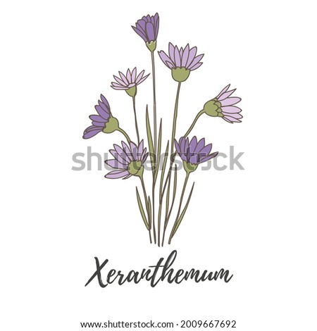 xeranthemum flower plant hand drawn botanical vector Stock photo © 