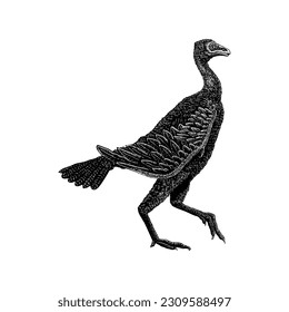 Xiaotingia hand drawing vector isolated on white background.