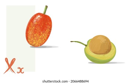 Ximenia fruit set. Realistic vector art, red tropical berry. Sourplum asian ripe fruit, green and red