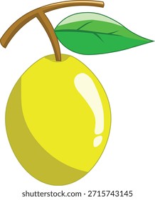 Ximenia fruit vector illustration isolated on white background. Commonly found in Africa and tropical regions. Suitable for food illustration, educational materials, botanical content.