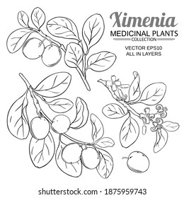 ximenia vector set on white background