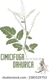 Xing An Sheng Ma en silueta de vector de color. Planta Cimicifuga dahurica medicinal. Conjunto de flores de Cimicifuga dahurica en la imagen de color para productos farmacéuticos. Dibujo del color de las hierbas medicinales