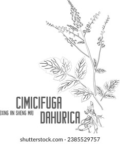 Contexto vectorial Xing An Sheng Ma. Cimicifuga dahurica. Conjunto de flores de Cimicifuga dahurica en línea para productos farmacéuticos. Dibujo por contorno de hierbas medicinales