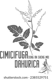 Xing An Sheng Ma silhouette vector. Esquema de la planta cimicifuga dahurica medicinal. Conjunto de flores de Cimicifuga dahurica en línea para productos farmacéuticos. Dibujo por contorno de hierbas medicinales