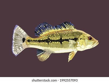 Xingu Pure Red Eyes.peacock Bass, Freswater Fish,exotic, Vector