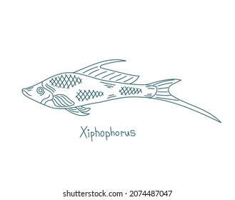 Xiphophorus. Family Poeciliidae of order Cyprinodontiformes. Aquarium fish. Vector contour line. Open paths. Editable stroke.