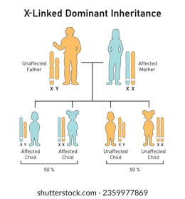 X-Linked Dominant Inheritance Concept Design. Vector illustration.