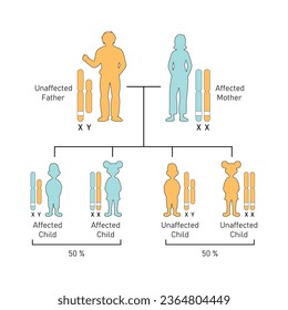 X-Linked Dominant Inheritance Concept Design. Vector illustration.