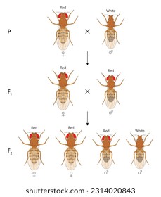 X-linked inheritance. Сross between Red-eyed female Fruit Fly (Drosophila melanogaster) and White-eyed male.