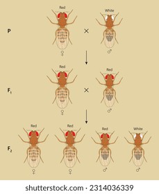 X-linked inheritance. Сross between Red-eyed female Fruit Fly (Drosophila melanogaster) and White-eyed male.