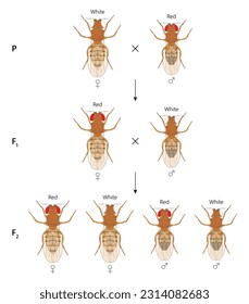 X-verknüpfte Vererbung. С ross zwischen der Weißäugigen Fruchtfliege (Drosophila melanogaster) und dem Rothäugigen.