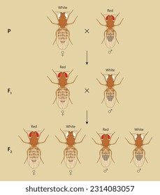 X-linked inheritance. Сross between White-eyed female Fruit Fly (Drosophila melanogaster) and Red-eyed male.