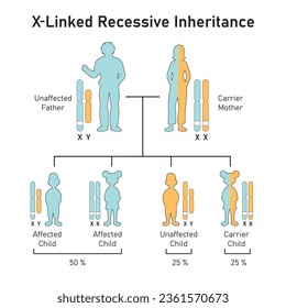 X-Linked Recessive Inheritance Concept Design. Vector illustration.