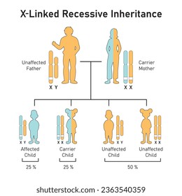 X-Linked Recessive Inheritance Concept Design. Vector illustration.