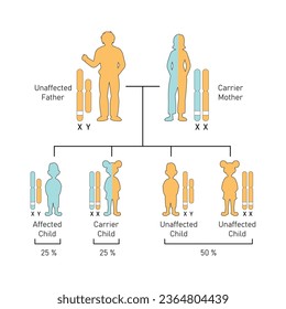 X-Linked Recessive Inheritance Concept Design. Vector illustration.