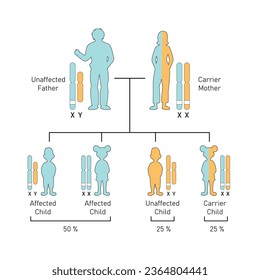 X-Linked Recessive Inheritance Concept Design. Vector illustration.