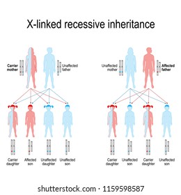 X-linked recessive inheritance means that the gene causing the trait or the disorder is located on the X chromosome. genetic disorders. vector diagram showing the potential outcomes. 