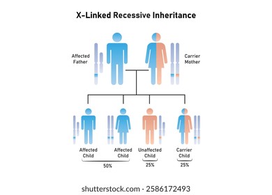 X-Linked Recessive Inheritance Science Design. Vector Illustration.