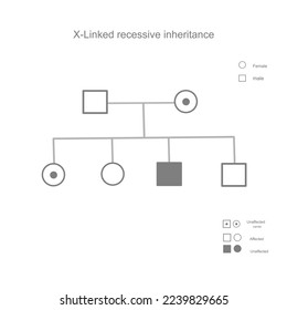 The X-Linked recessive that illustrated inheritance pattern of mutation gene carrying from parent to child and genotype and phenotype inherited