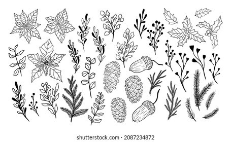 Xmas flora collection. Winter botanical illustration fir branch, tree, holly, poinsettia. Vector plant set isolated on white background. Mistletoe, pinecone and eucalyptus winter floral line art.