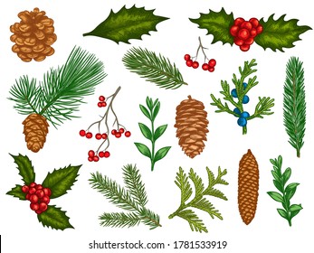 Xmas floral. Flower christmas winter decorations, red poinsettia, mistletoe, holly leaves with berries, fir branches, pine cones vector set. Engraved colorful winter plants, elements for cards